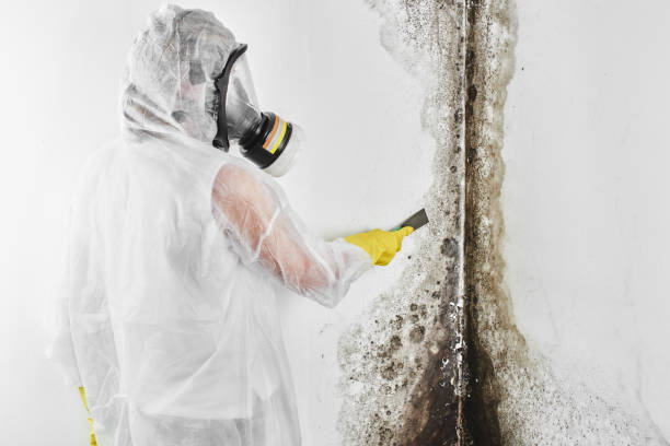 Mold Removal Process in Mount Gilead, OH