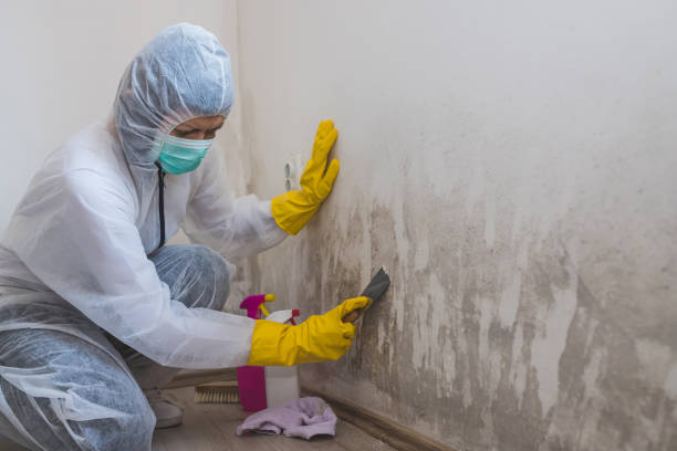 Best Mold Cleaning Services  in Mount Gilead, OH