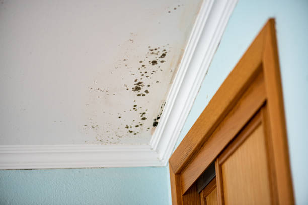 Certified Mold Removal in Mount Gilead, OH