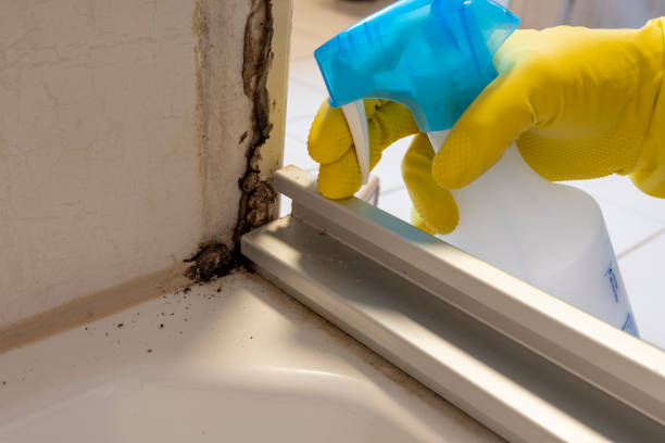 Trusted Mount Gilead, OH Mold Removal Experts