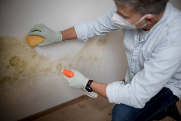 Best Mold Removal Process  in Mount Gilead, OH