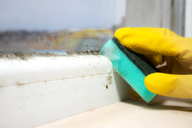 Best Emergency Mold Removal  in Mount Gilead, OH