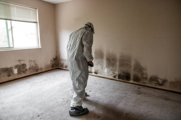 Best Local Mold Removal Service  in Mount Gilead, OH