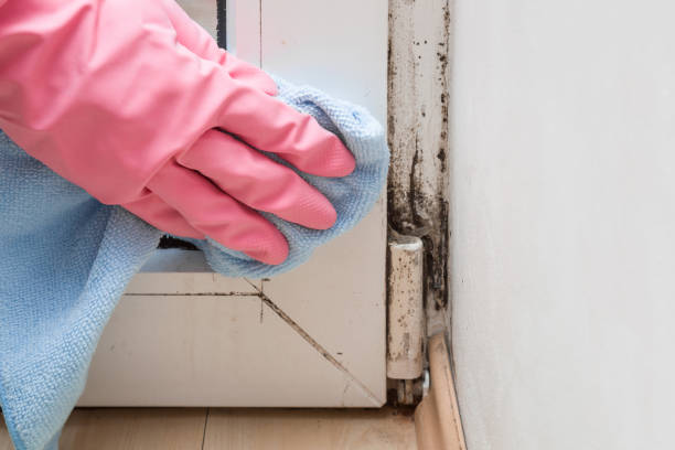 Best Mold Removal Near Me  in Mount Gilead, OH